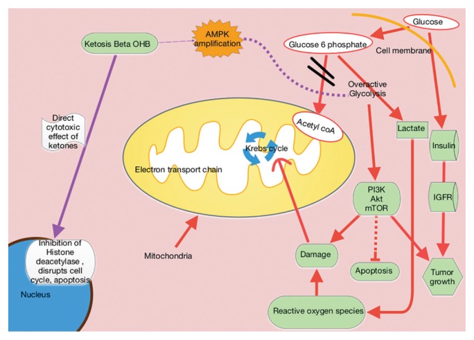 The Ketogenic Diet in Cancer Therapy infographics