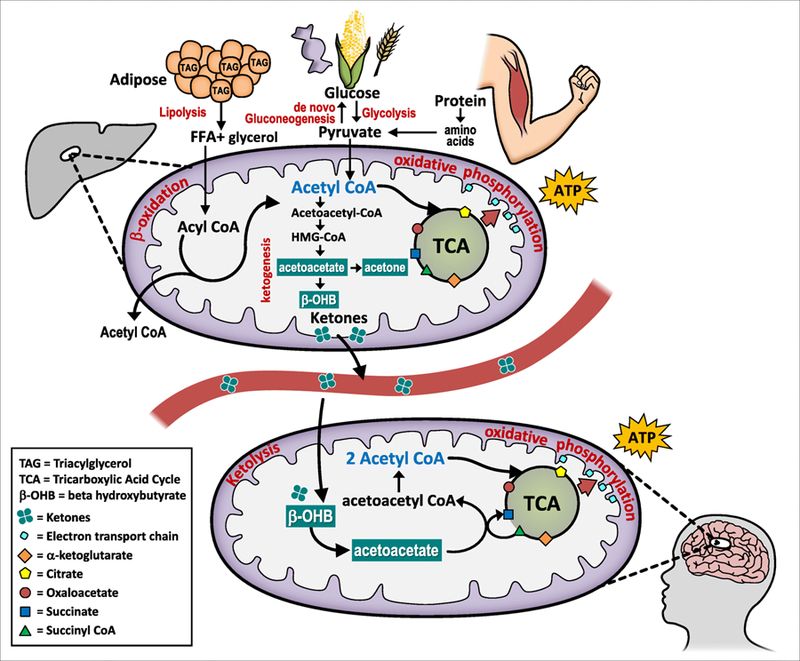 ketogenic diet and cancer