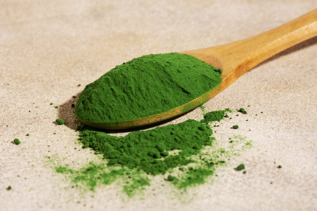 Green microalgae powder in a spoon